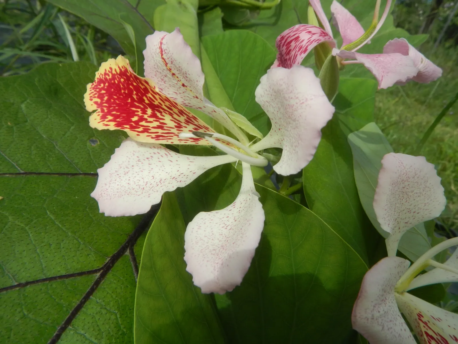 Purple Orchid Tree (Bauhinia Variegata) — providing a display that both the client and their visitors will admire year after year; this tree offers, image 109