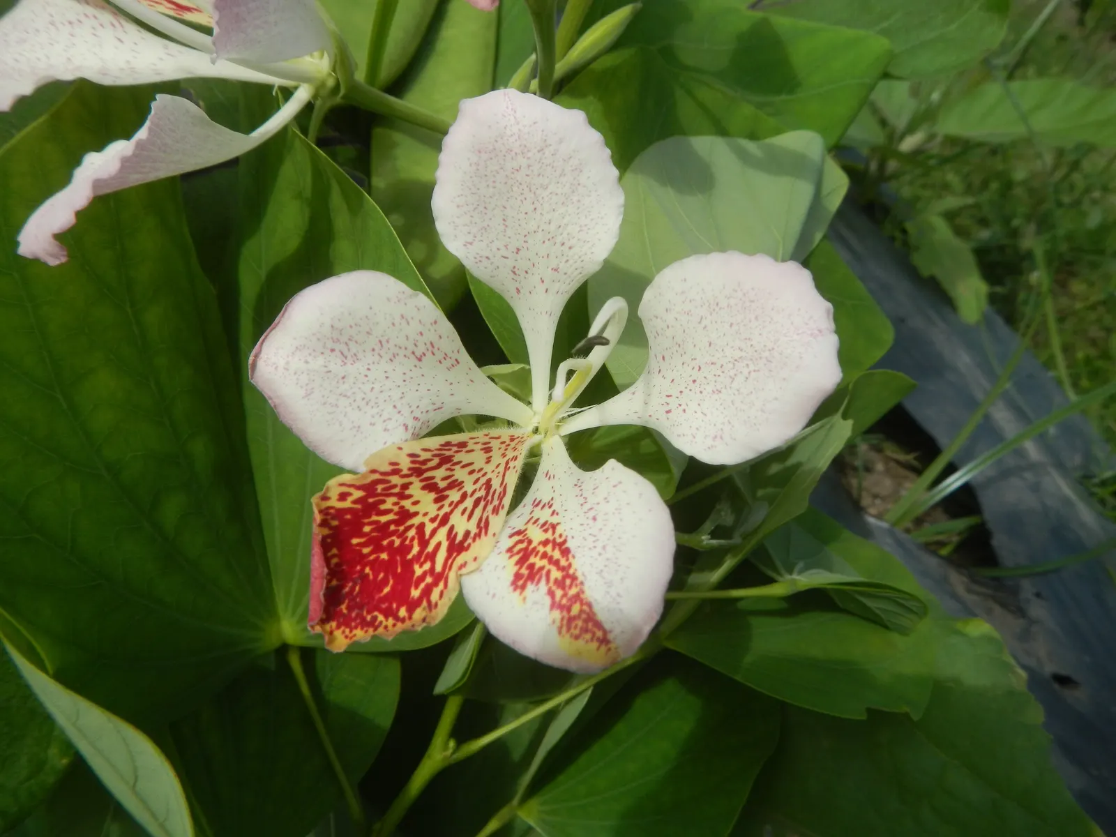 Purple Orchid Tree (Bauhinia Variegata) — is a captivating specimen renowned for its distinctive twin-lobed leaves and striking floral display, image 118