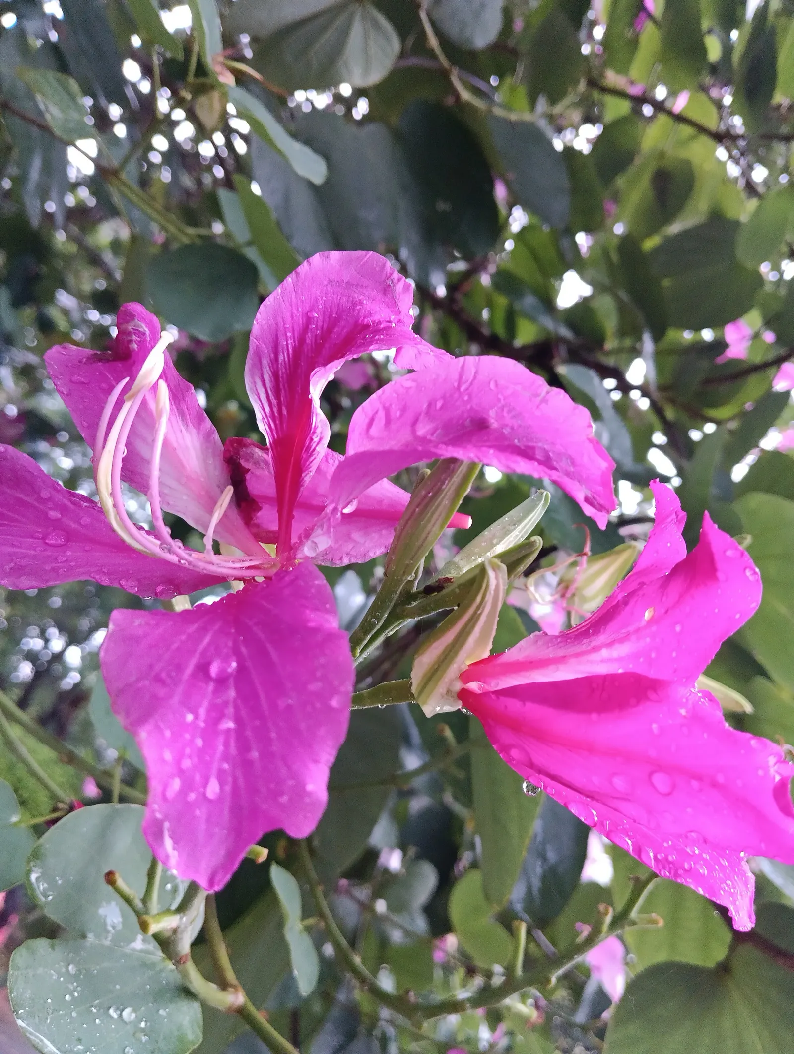 Purple Orchid Tree (Bauhinia Variegata) — rounded to the slightly spreading silhouette