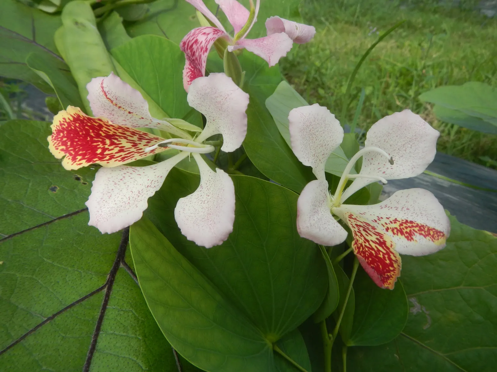 Purple Orchid Tree (Bauhinia Variegata) — rounded to the slightly spreading silhouette; providing a display that both the client and their visitors will admire