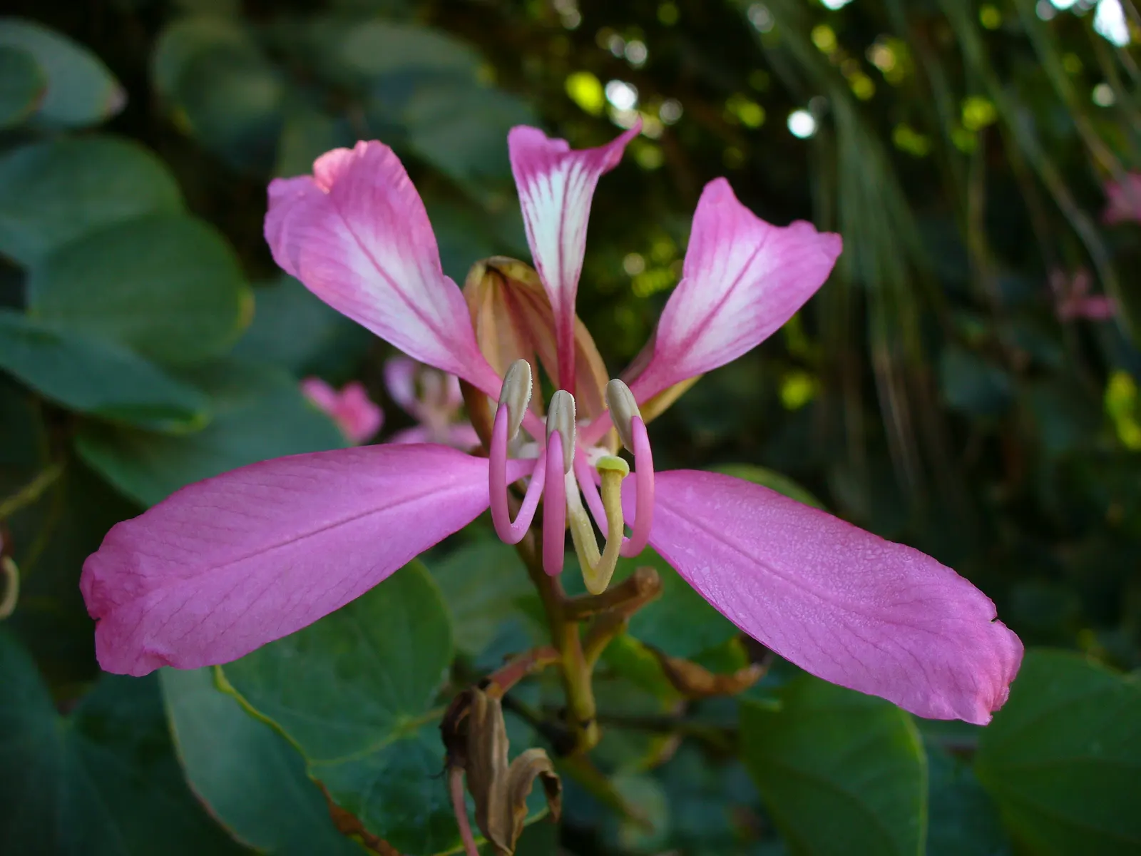 Purple Orchid Tree (Bauhinia Variegata) — and purple with hints of a contrasting yellow or white center