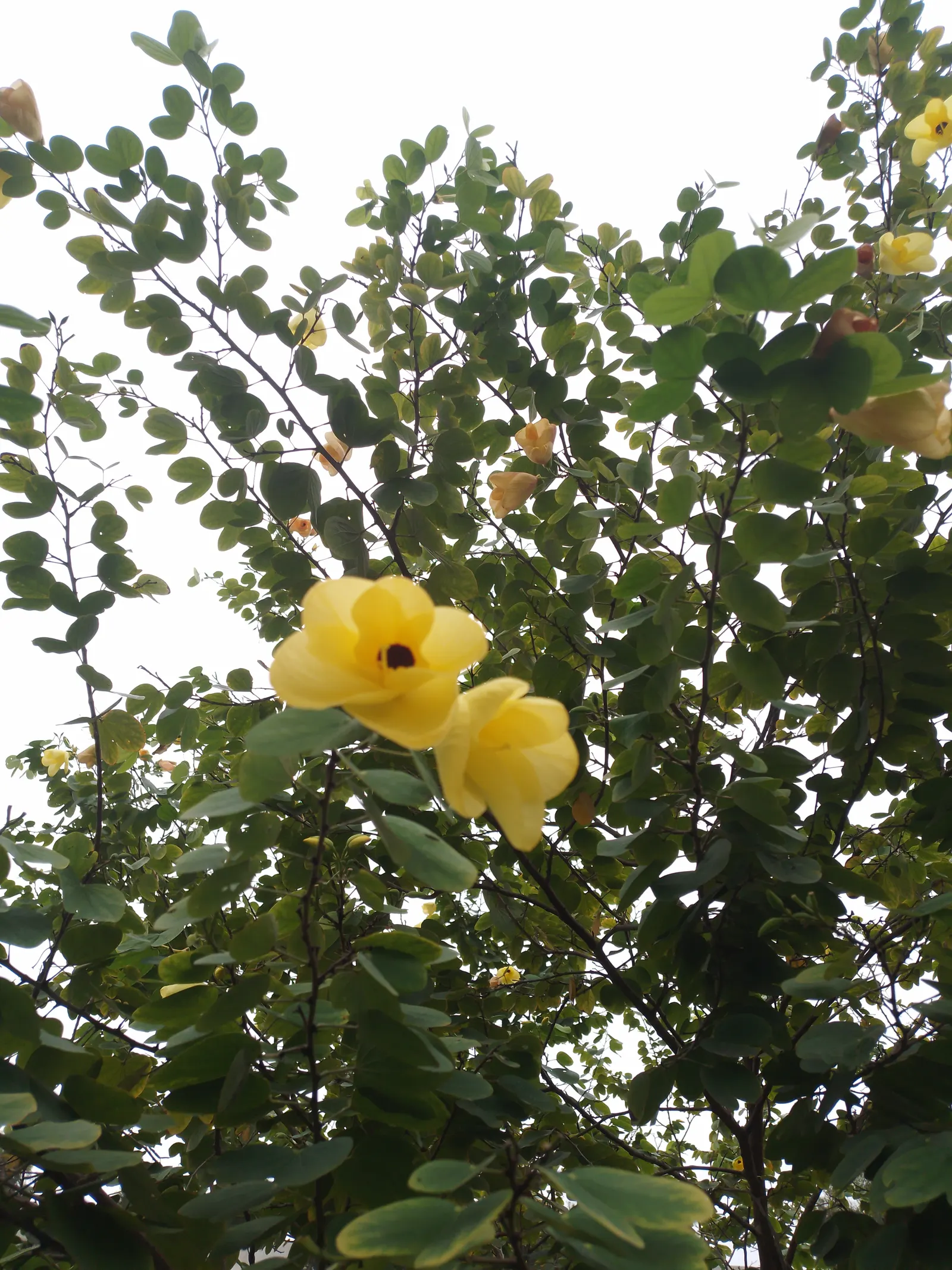 Purple Orchid Tree (Bauhinia Variegata) — Known for its distinctive twin-lobed leaves and brilliant orchid-like flowers that bloom in spring