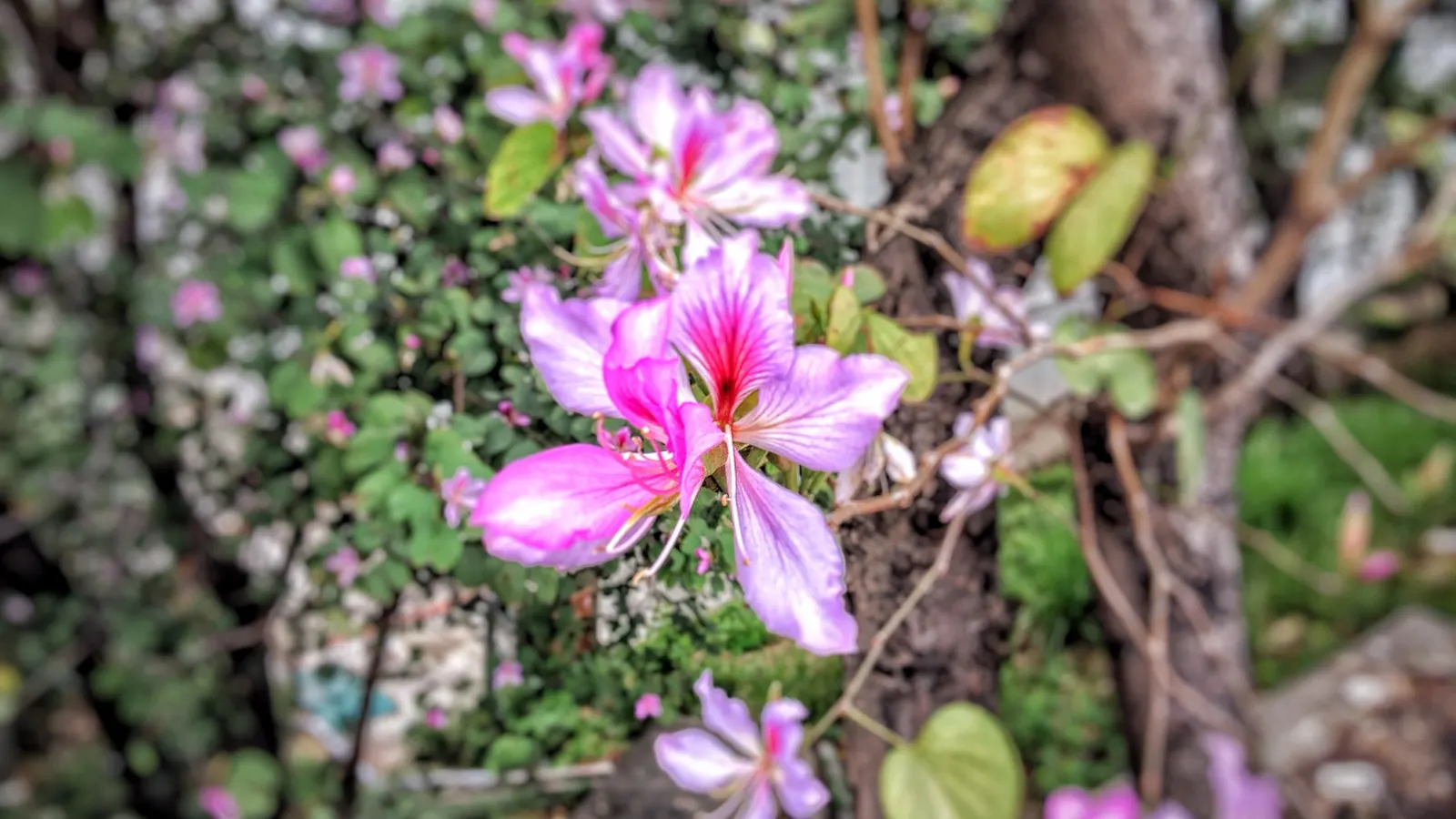 Purple Orchid Tree (Bauhinia Variegata) — Prefers full sun to partial shade and adapts to various soil types, adding both aesthetic and ecological value