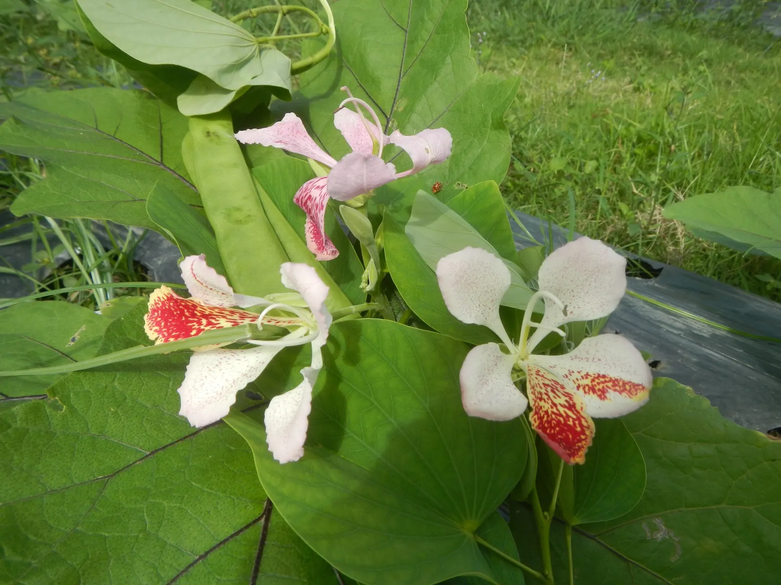 Purple Orchid Tree (Bauhinia Variegata) — vibrant green hue throughout the growing season.<br><br>Spring unveils the Purple Orchid Tree's true, image 123