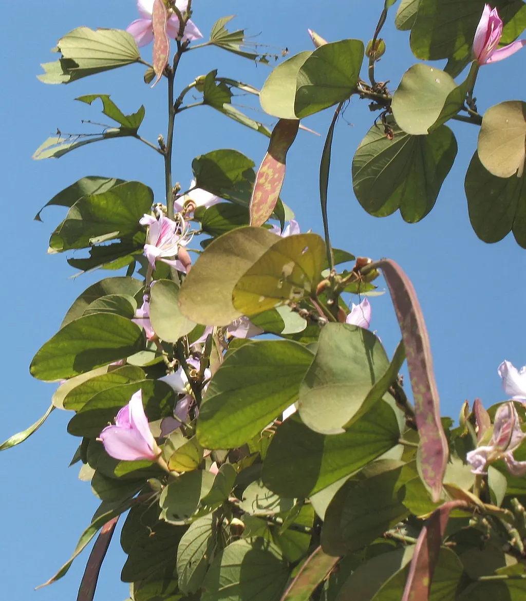 Purple Orchid Tree (Bauhinia Variegata) — ranges from 4 to 6 inches in width and exhibits a fresh