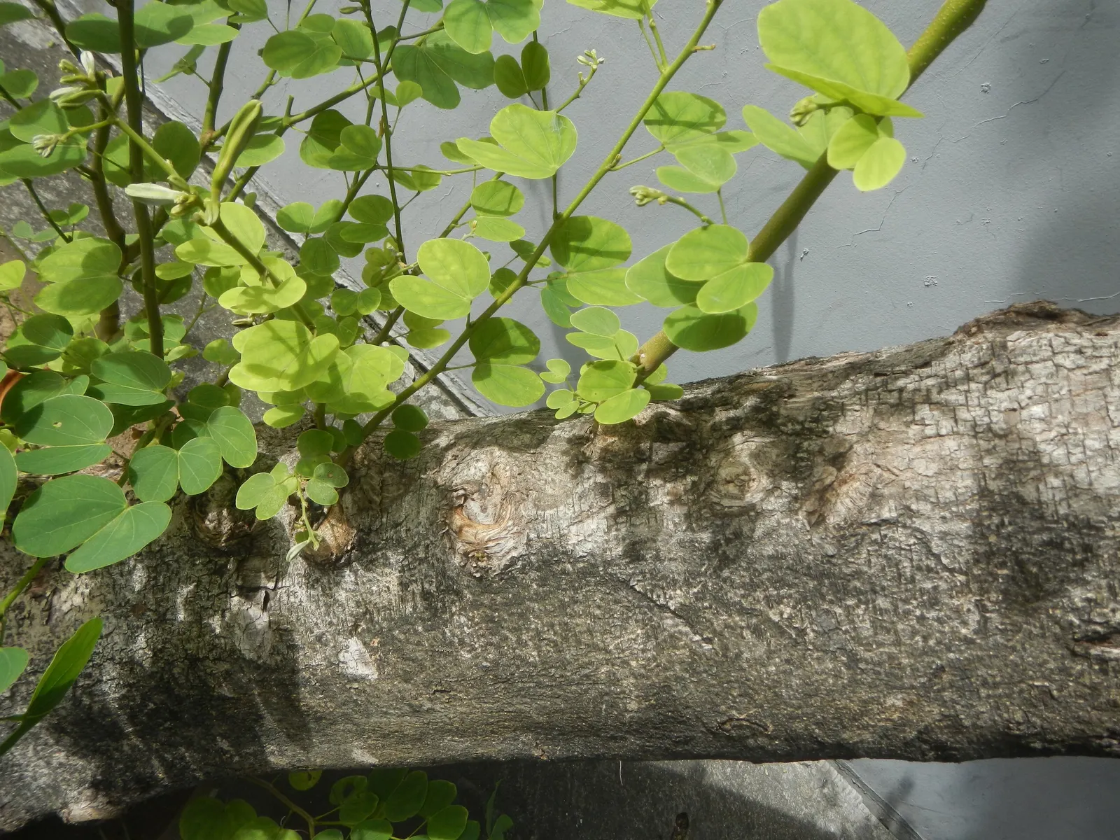 Purple Orchid Tree (Bauhinia Variegata) — mildly reminiscent of a camel's hoof print; this tree offers a spectacular purple splash to any landscape, image 121