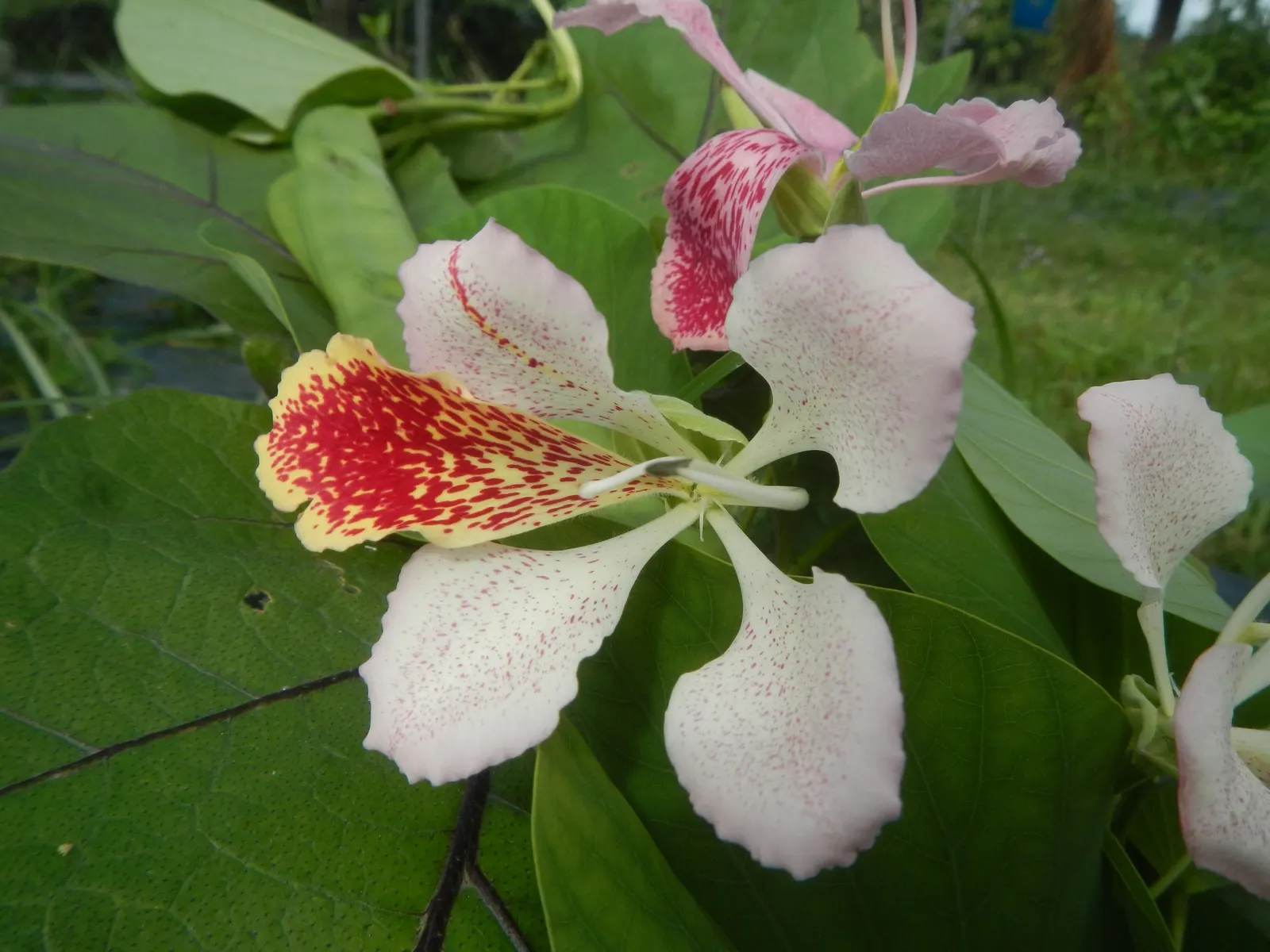 Purple Orchid Tree (Bauhinia Variegata) — rounded to the slightly spreading silhouette; providing a display that both the client and their visitors, image 64
