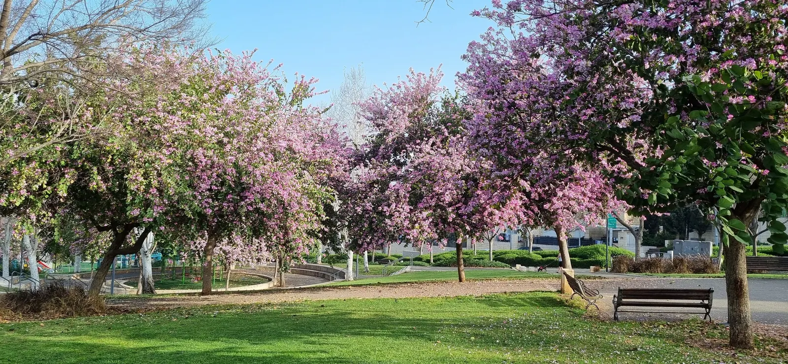 Purple Orchid Tree (Bauhinia Variegata) — vibrant green hue throughout the growing season.<br><br>Spring unveils the Purple Orchid Tree's true splendor