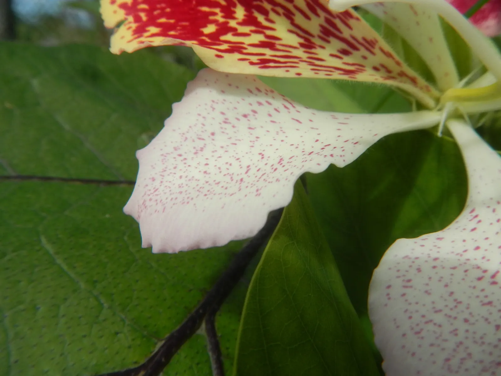 Purple Orchid Tree (Bauhinia Variegata) — pink flowers in the garden; vibrant green hue throughout the growing season.<br><br>Spring unveils the, image 110