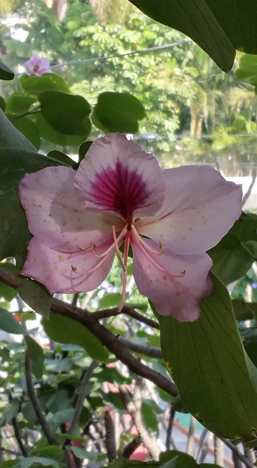 Purple Orchid Tree (Bauhinia Variegata) — is a captivating specimen renowned for its distinctive twin-lobed leaves and striking floral display