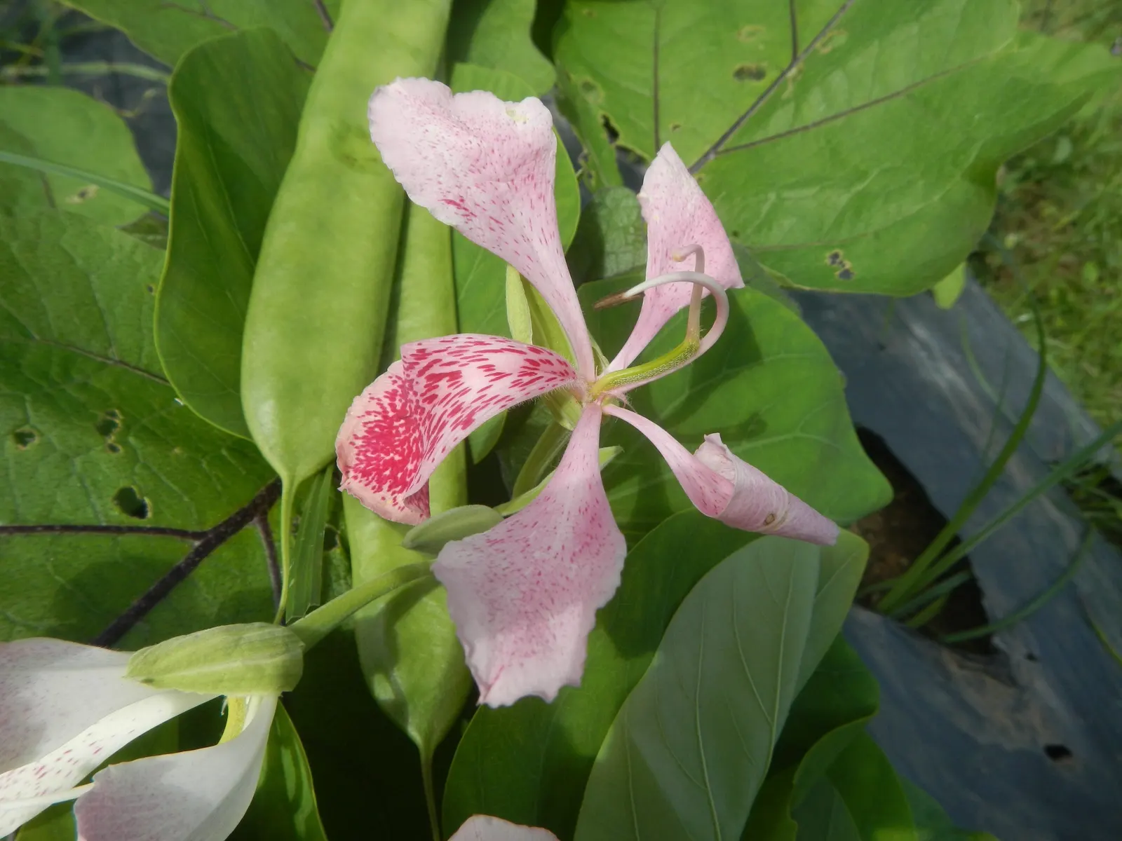 Purple Orchid Tree (Bauhinia Variegata) — suitable for accent or specimen planting and urban gardens.<br><br>Noteworthy for its moderate growth, image 105