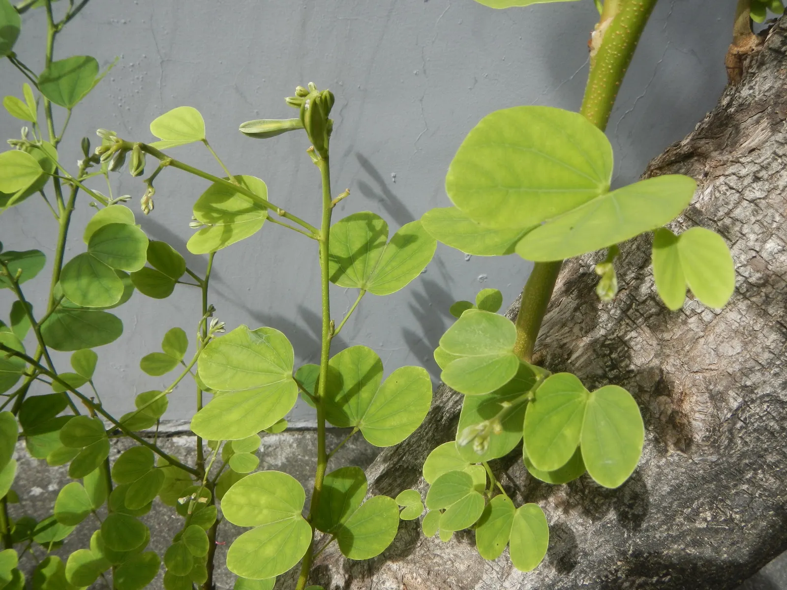 Purple Orchid Tree (Bauhinia Variegata) — rounded to the slightly spreading silhouette; providing a display that both the client and their visitors, image 92