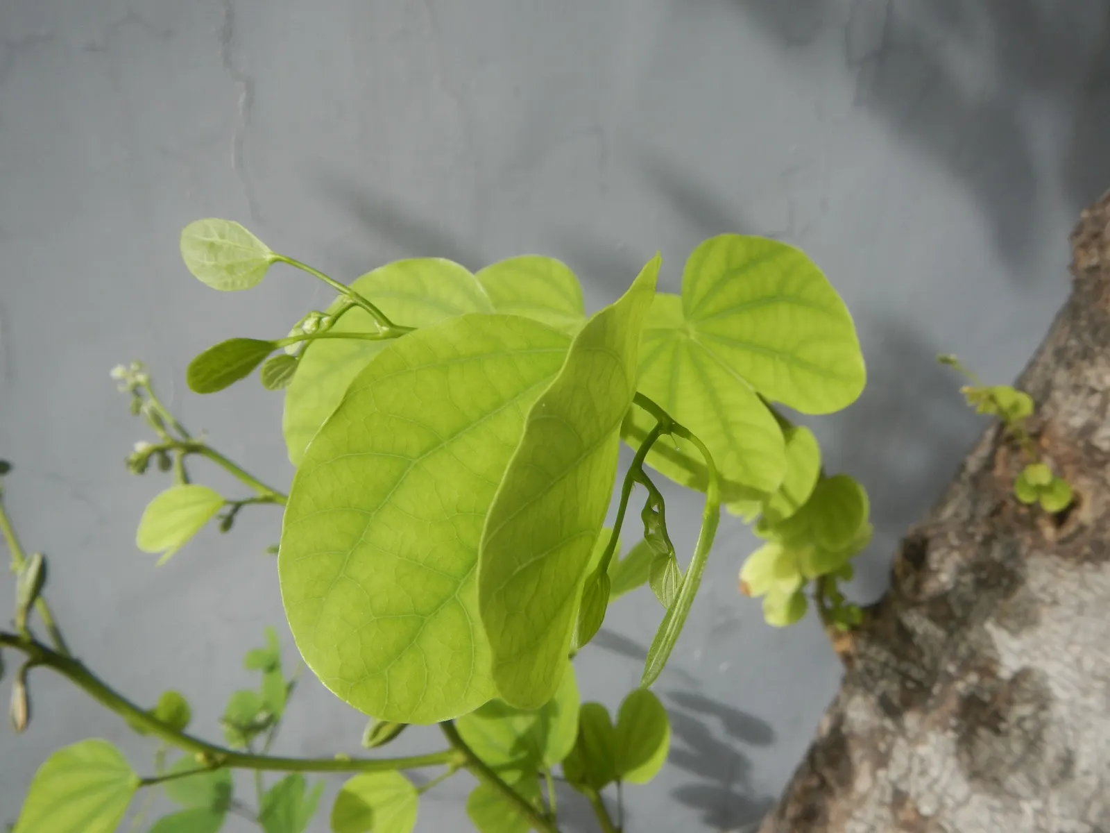 Purple Orchid Tree (Bauhinia Variegata) — This deciduous tree typically reaches a height of 20 to 40 feet with a canopy spread of 10 to 20 feet; it, image 119