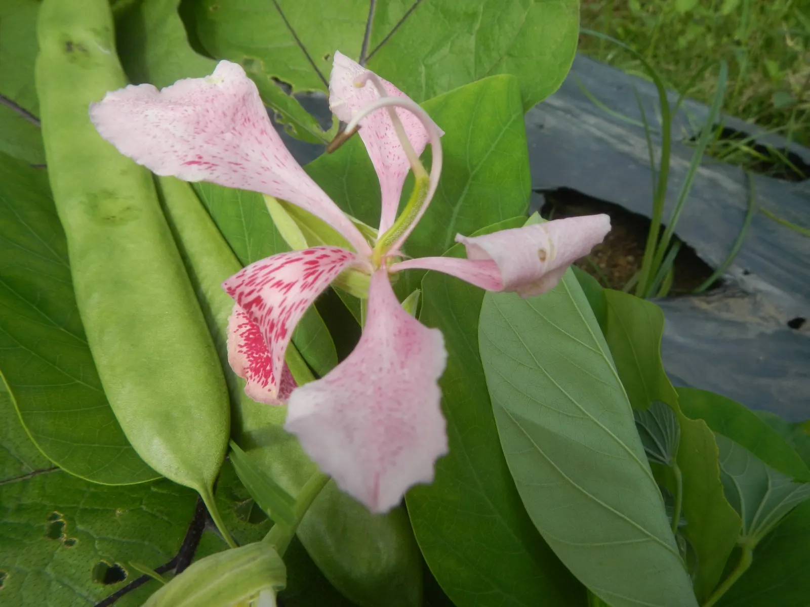 Purple Orchid Tree (Bauhinia Variegata) — five-petaled blossoms enveloping the canopy; providing a display that both the client and their visitors, image 68