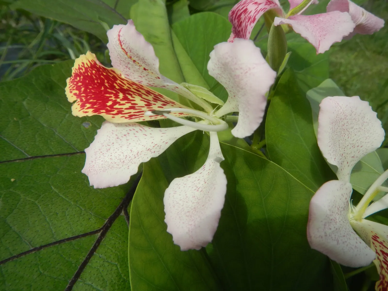 Purple Orchid Tree (Bauhinia Variegata) — displaying moderate drought tolerance once established; it flourishes in well-drained soils but adapts to various