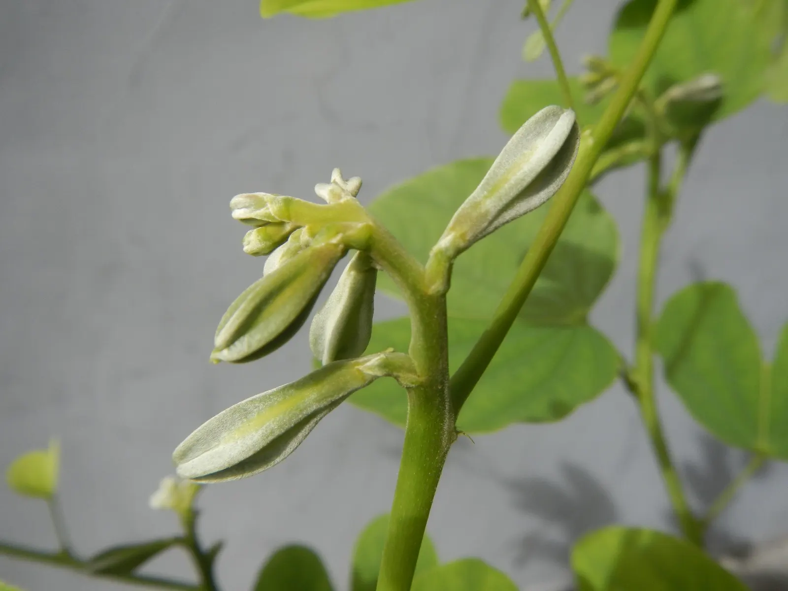 Purple Orchid Tree (Bauhinia Variegata) — suitable for accent or specimen planting and urban gardens.<br><br>Noteworthy for its moderate growth rate; this tree