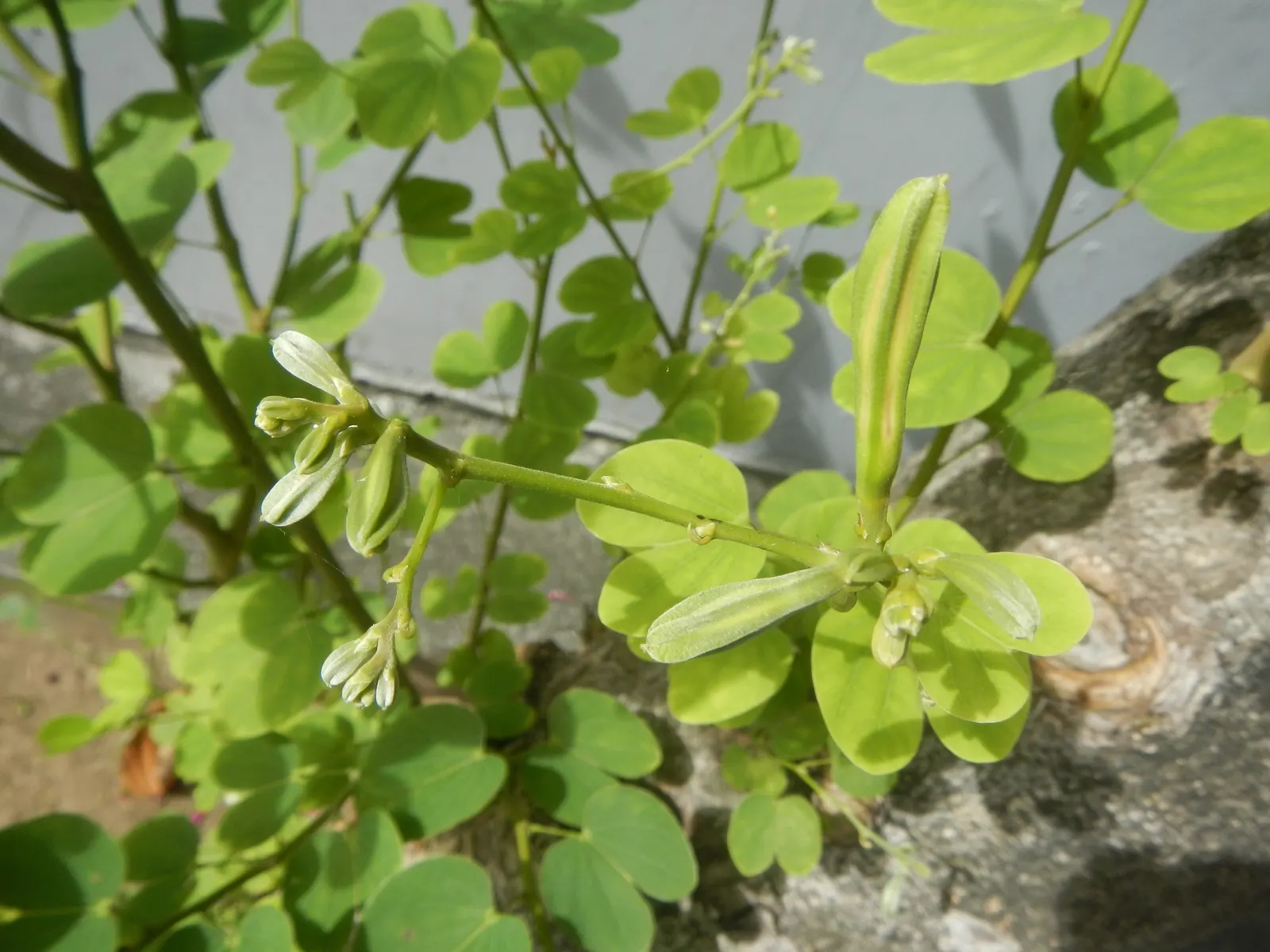 Purple Orchid Tree (Bauhinia Variegata) — 12-inch-long seed pods emerge; it flourishes in well-drained soils but adapts to various soil types, image 71