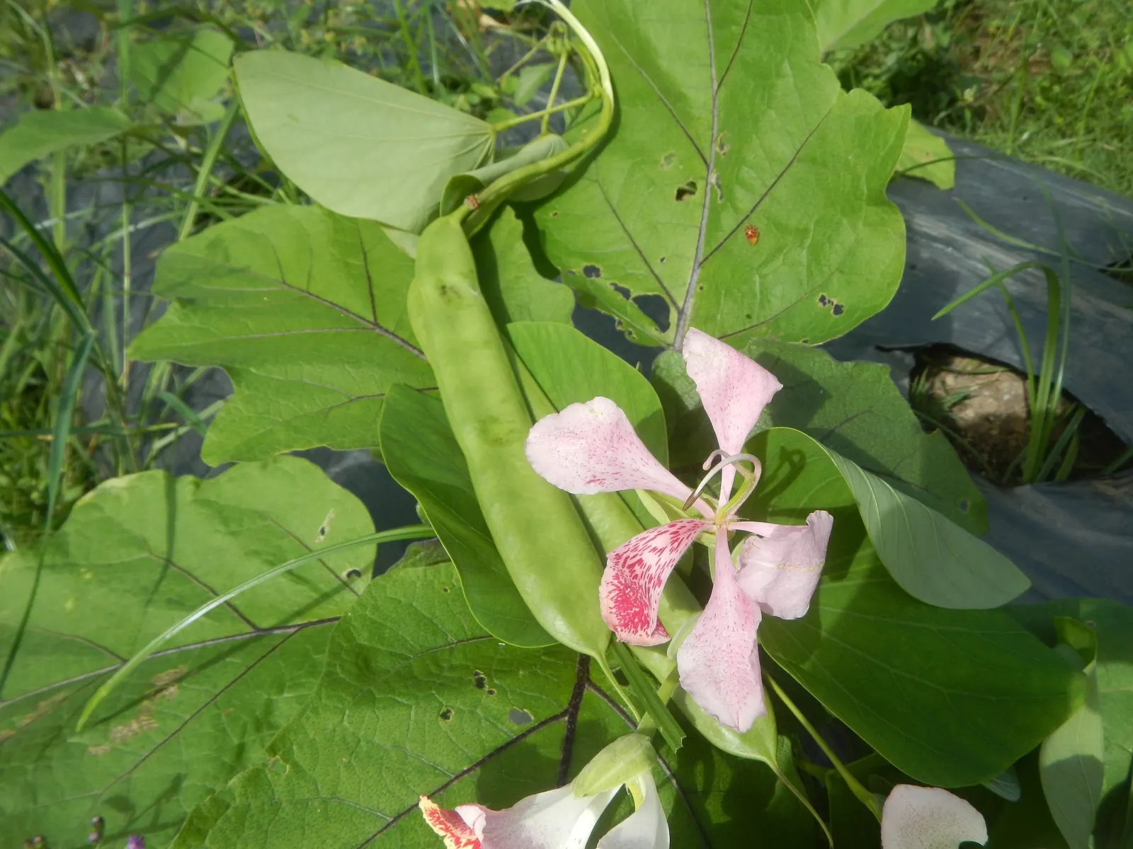Purple Orchid Tree (Bauhinia Variegata) — It flourishes in well-drained soils but adapts to various soil types; vibrant green hue throughout the, image 74