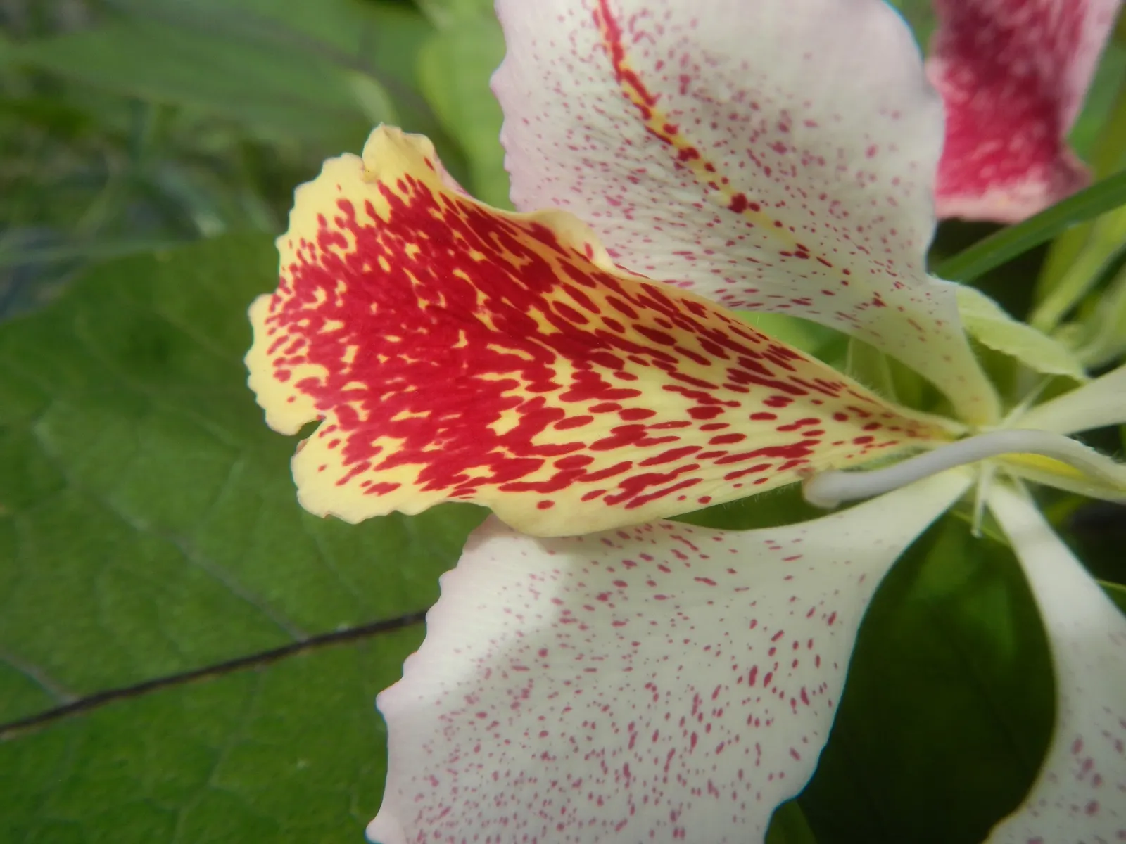 Purple Orchid Tree (Bauhinia Variegata) — These exquisite flowers span 3 to 5 inches in diameter and boast a palette blending lavender; this tree, image 69