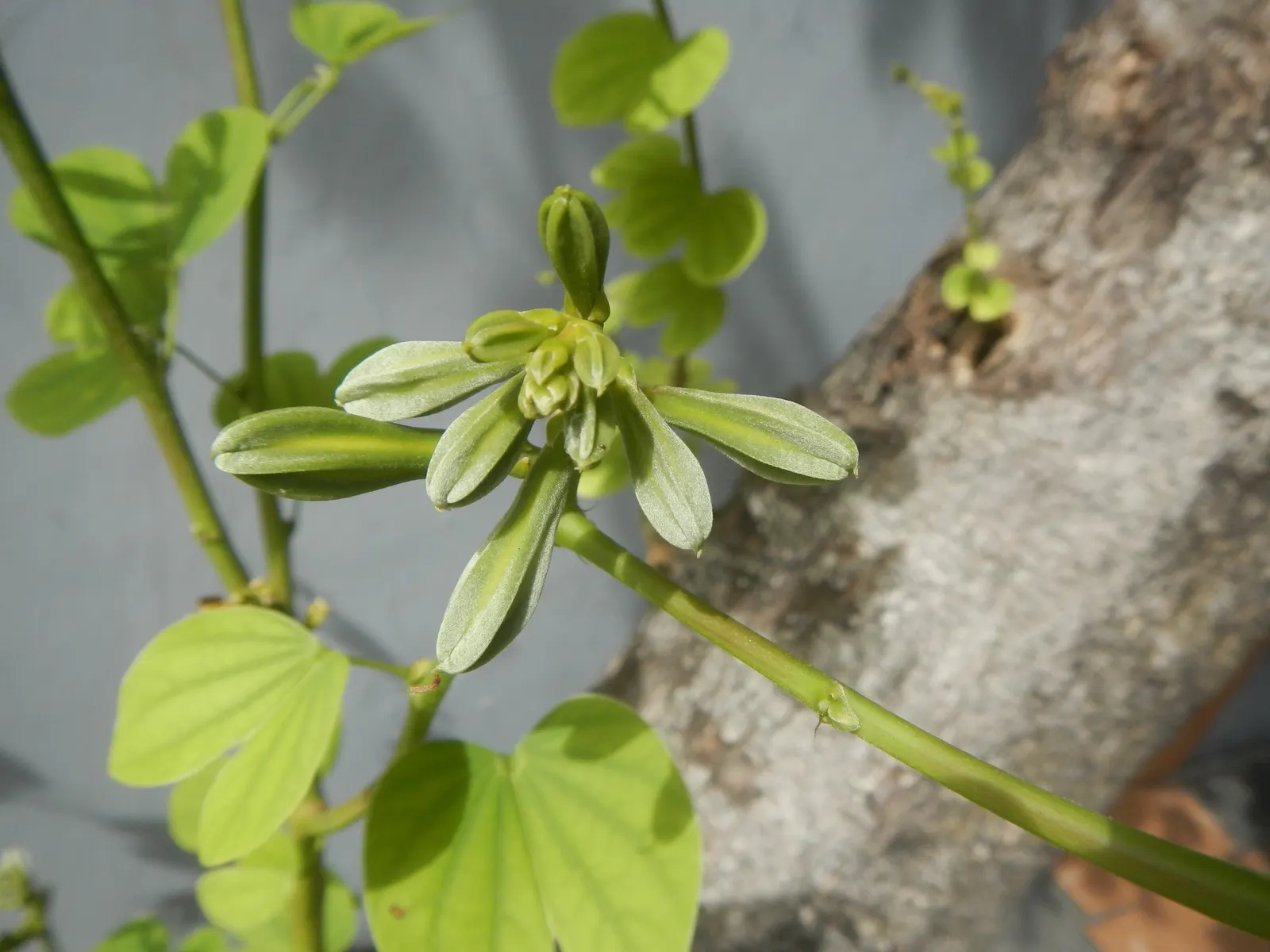Purple Orchid Tree (Bauhinia Variegata) — It flourishes in well-drained soils but adapts to various soil types; vibrant green hue throughout the, image 102