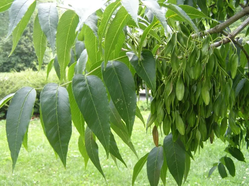 Blue Ash (Fraxinus Quadrangulata) — Maturing to 50-60 feet high with a spread of 30-50 feet