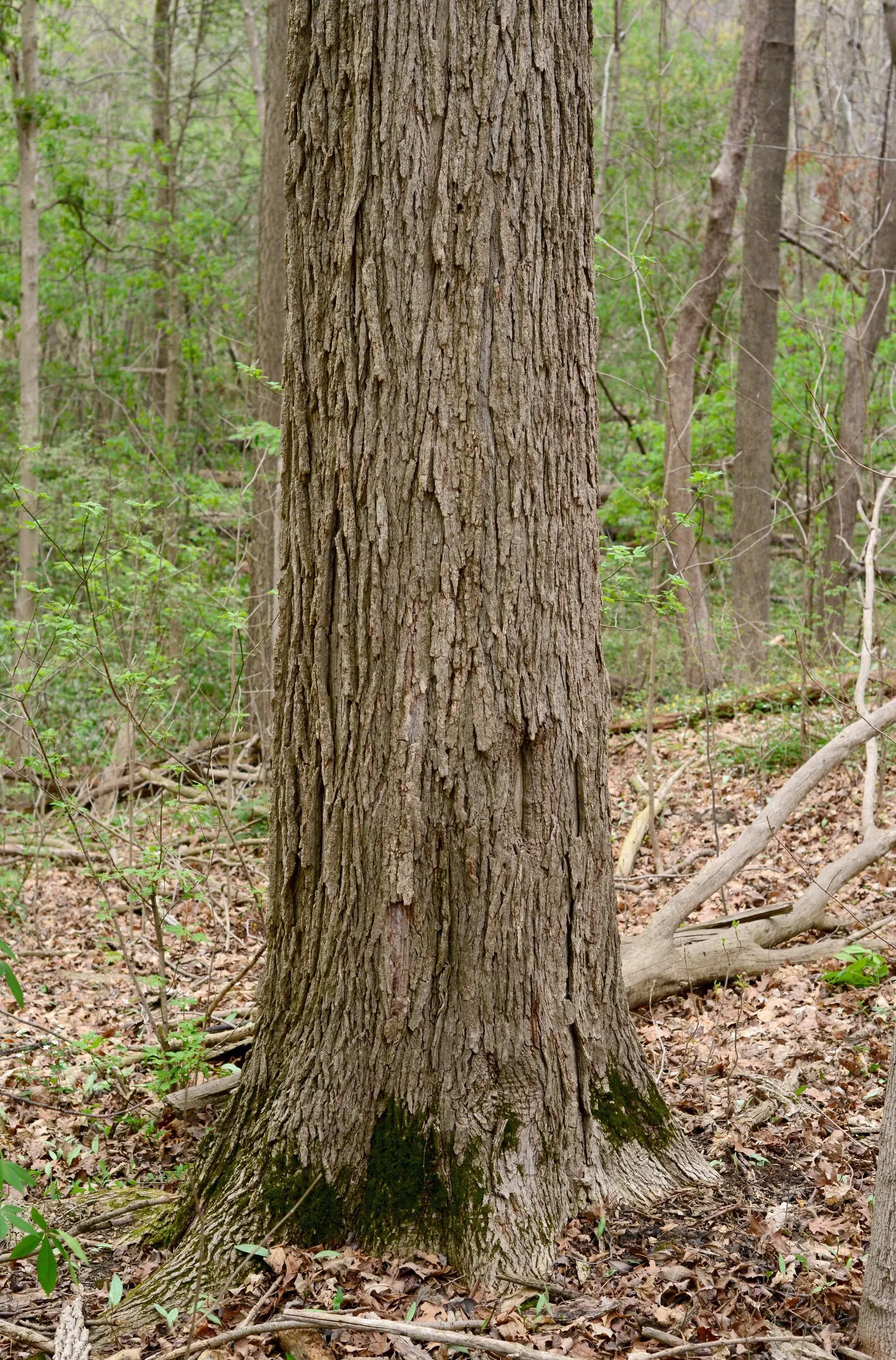 Blue Ash (Fraxinus Quadrangulata) — is a deciduous hardwood tree native to the Midwest