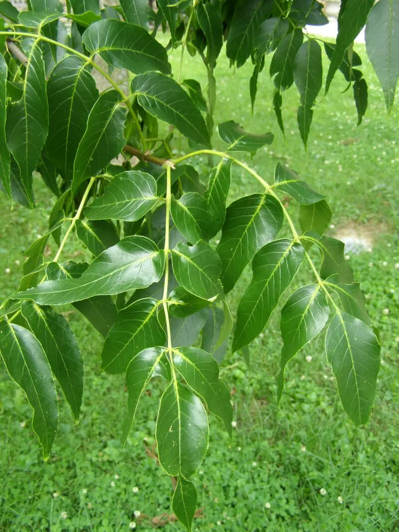 Blue Ash (Fraxinus Quadrangulata) — it boasts compound leaves that turn striking yellow in fall