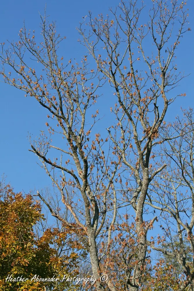 Blue Ash (Fraxinus Quadrangulata) — scientifically known as Fraxinus quadrangulata
