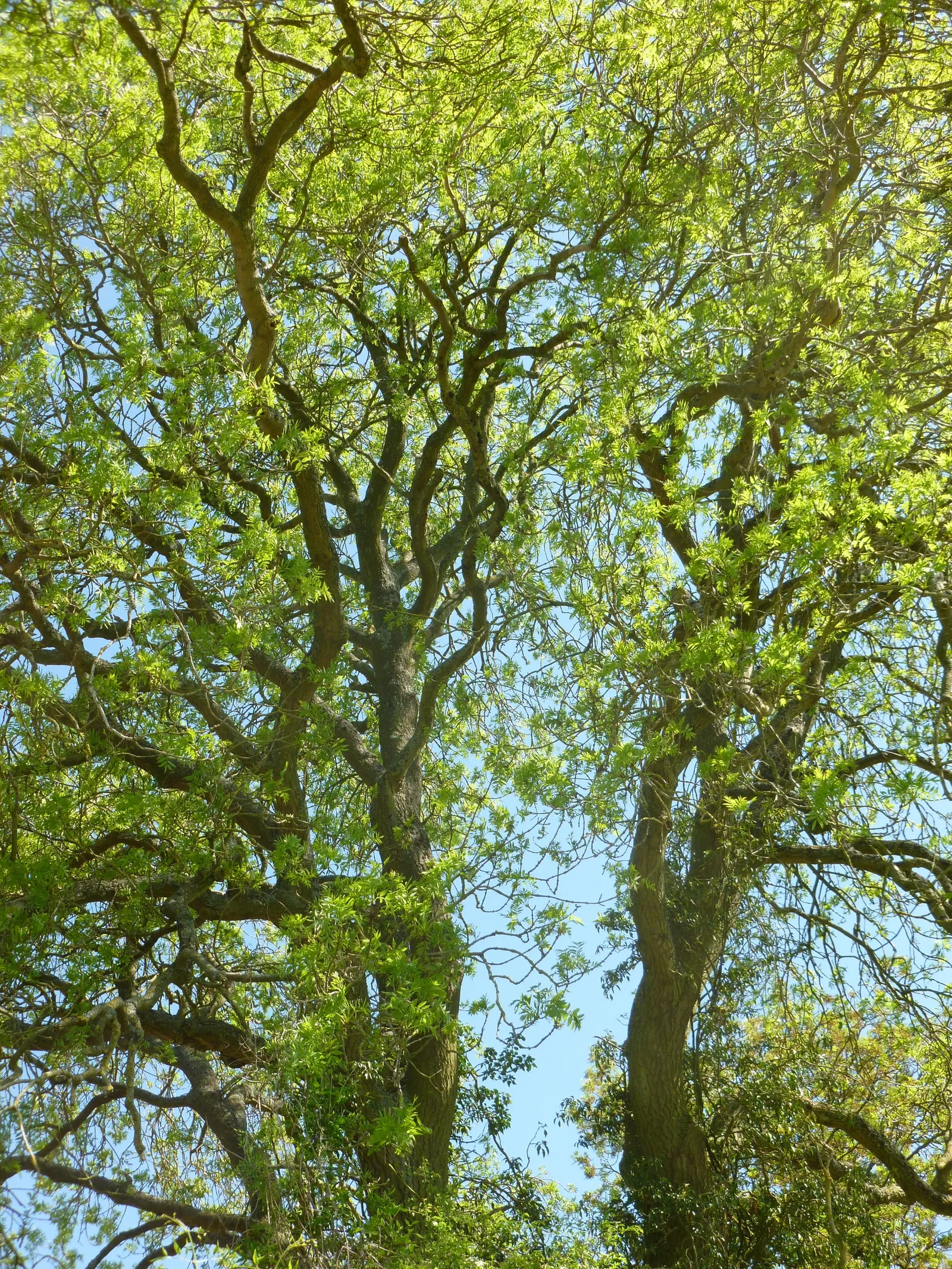 Blue Ash (Fraxinus Quadrangulata) — is a North American native and a distinctive member of the Oleaceae family