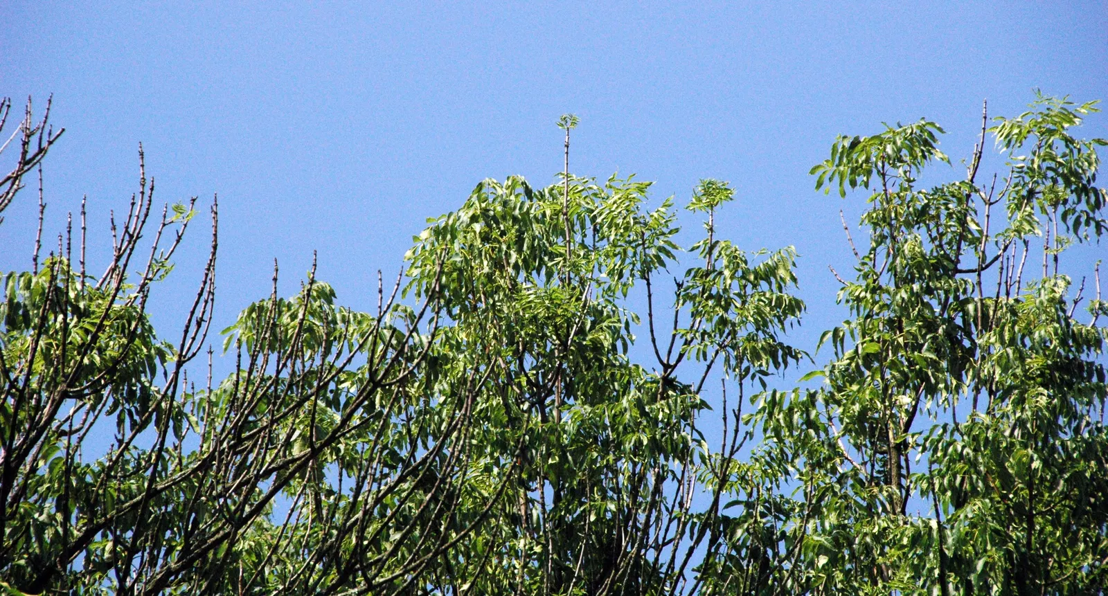Blue Ash (Fraxinus Quadrangulata) — <br><br>Featuring a unique four-sided twig structure