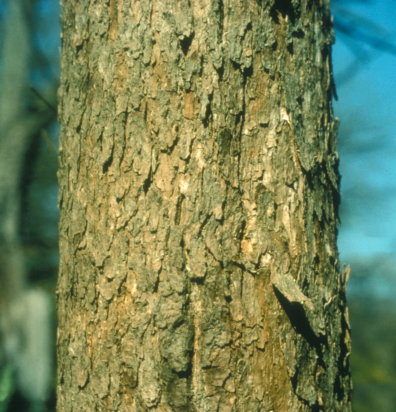Blue Ash (Fraxinus Quadrangulata) — The Blue Ash (Fraxinus quadrangulata)