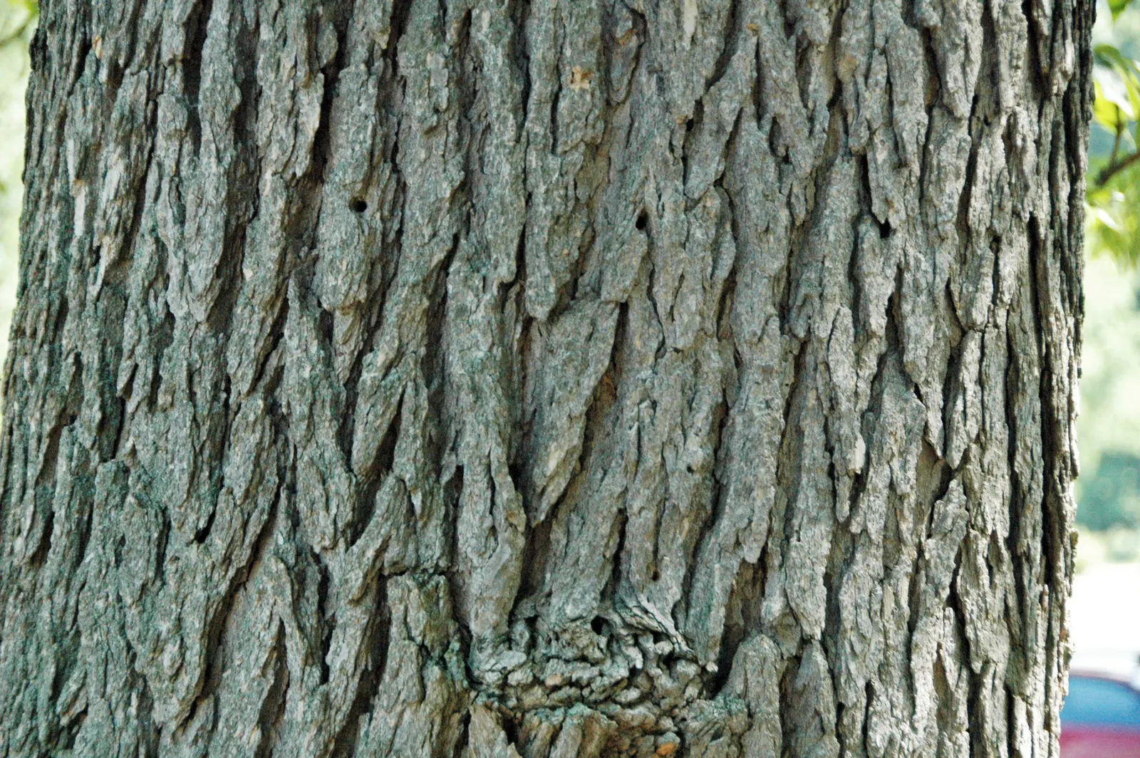 Blue Ash (Fraxinus Quadrangulata) — generally comprising 7 to 11 leaflets