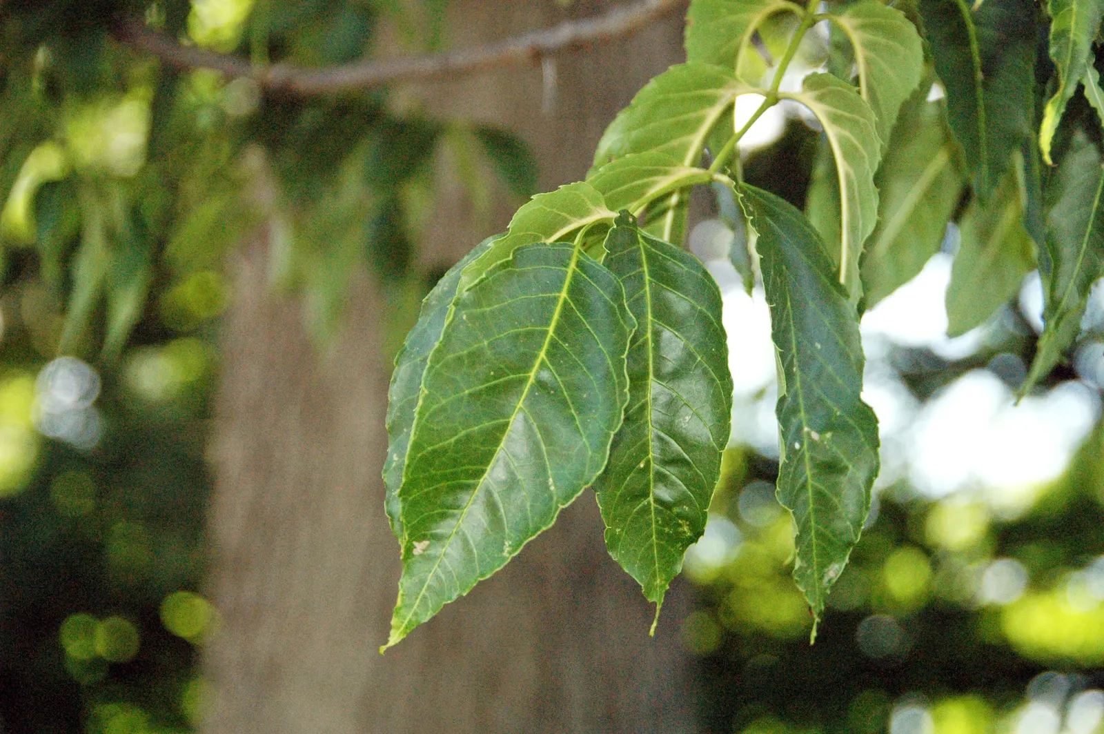 Blue Ash (Fraxinus Quadrangulata) — making it an excellent addition to any landscape design
