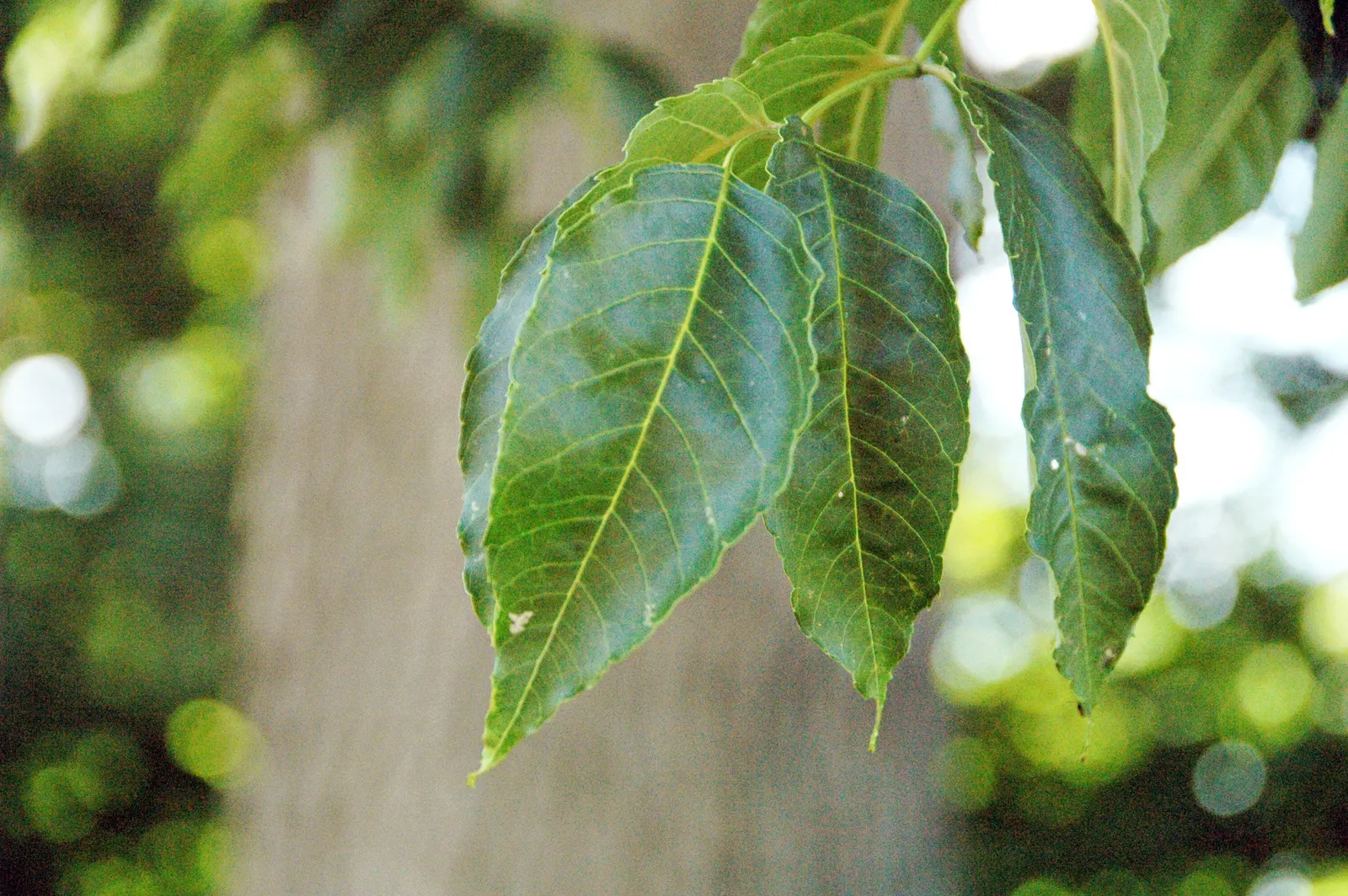 Blue Ash (Fraxinus Quadrangulata) — This hardy deciduous tree is treasured for both its ornamental and practical qualities