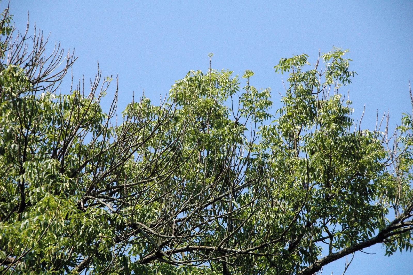 Blue Ash (Fraxinus Quadrangulata) — Adaptable to various soil types, it tolerates dryness and prefers full sun