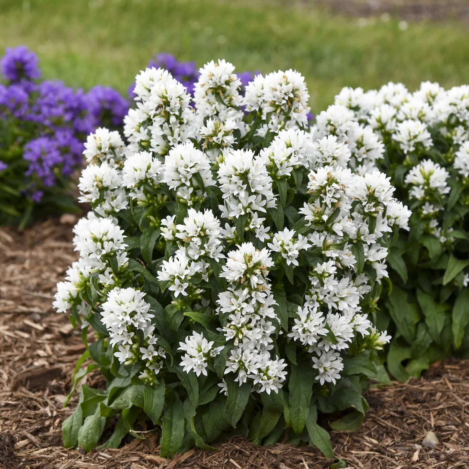 'Angel Bells' Clustered Bellflowers (Campanula glomerata) — It matures 14-18 inches tall and 16-20 inches wide
