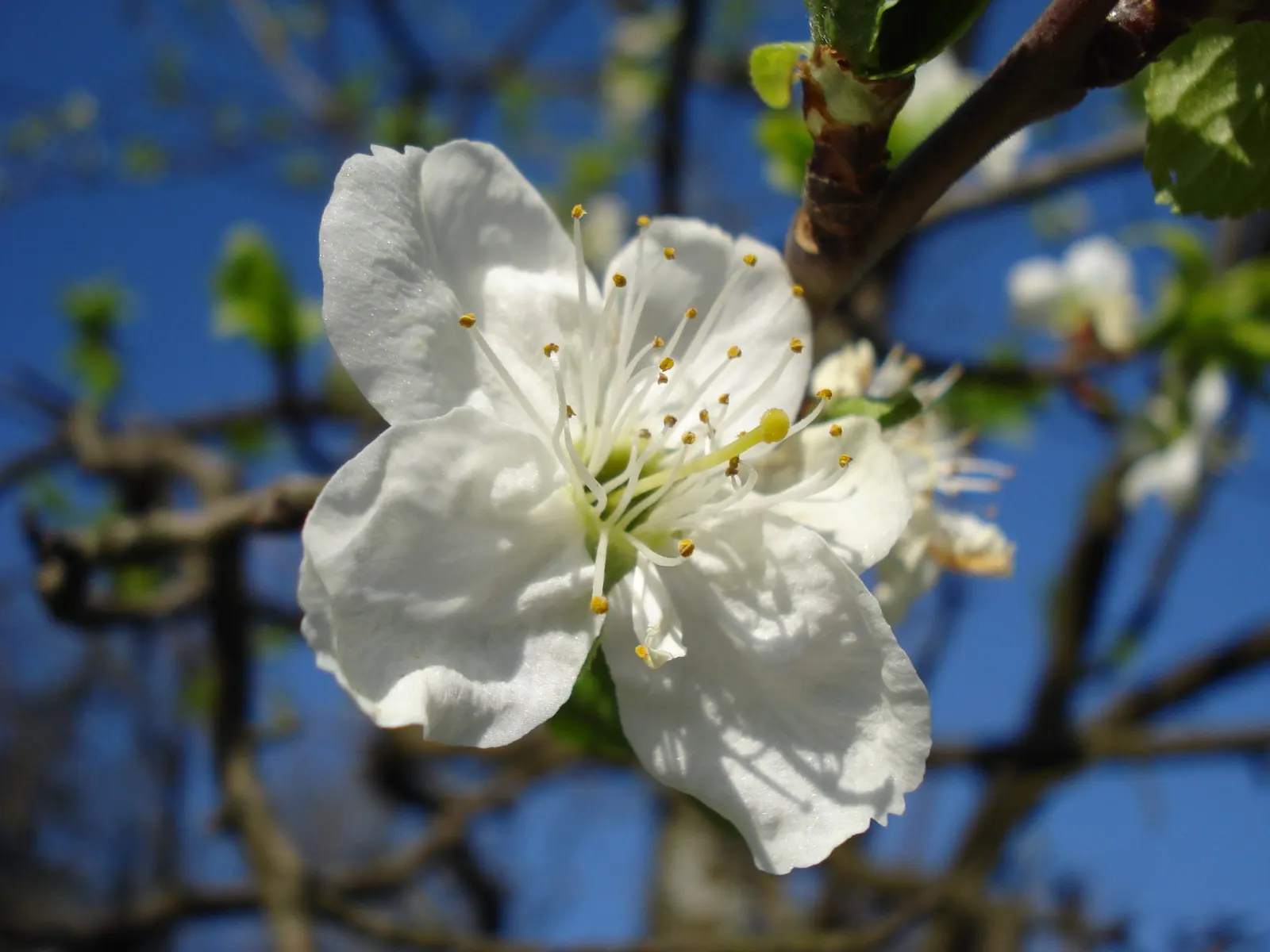 Mount Royal Plum (Prunus 'Mount Royal') — The Prunus 'Mount Royal', an exquisite self-pollinating dwarf plum tree, stands 10-12 ft tall