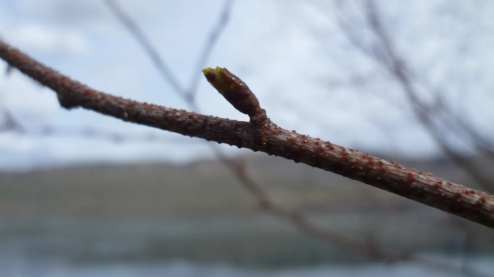 Water Birch (Betula Occidentalis) — it features a rounded canopy with reddish-brown bark exfoliating in thin sheets