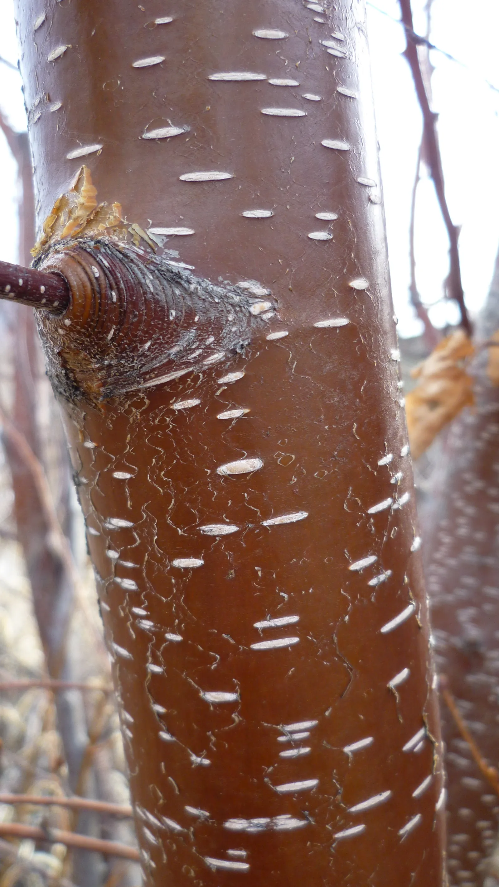 Water Birch (Betula Occidentalis) — it features a rounded canopy with reddish-brown bark exfoliating in thin sheets; the Water Birch offers ecological benefits