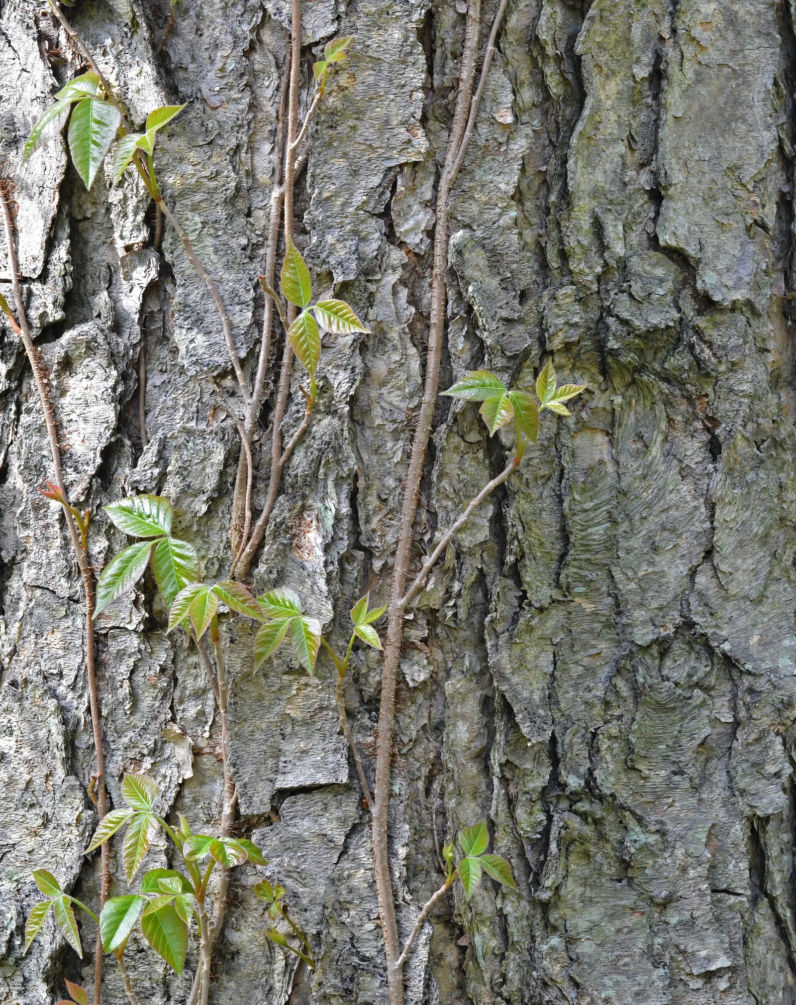 Water Birch (Betula Occidentalis) — tree for full or half