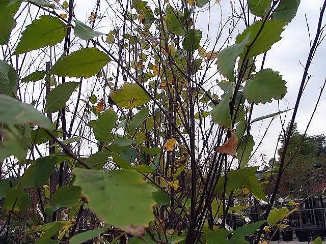 Water Birch (Betula Occidentalis) — indigenous to western North America; is a versatile and adaptive deciduous tree that brings a naturalistic, image 61
