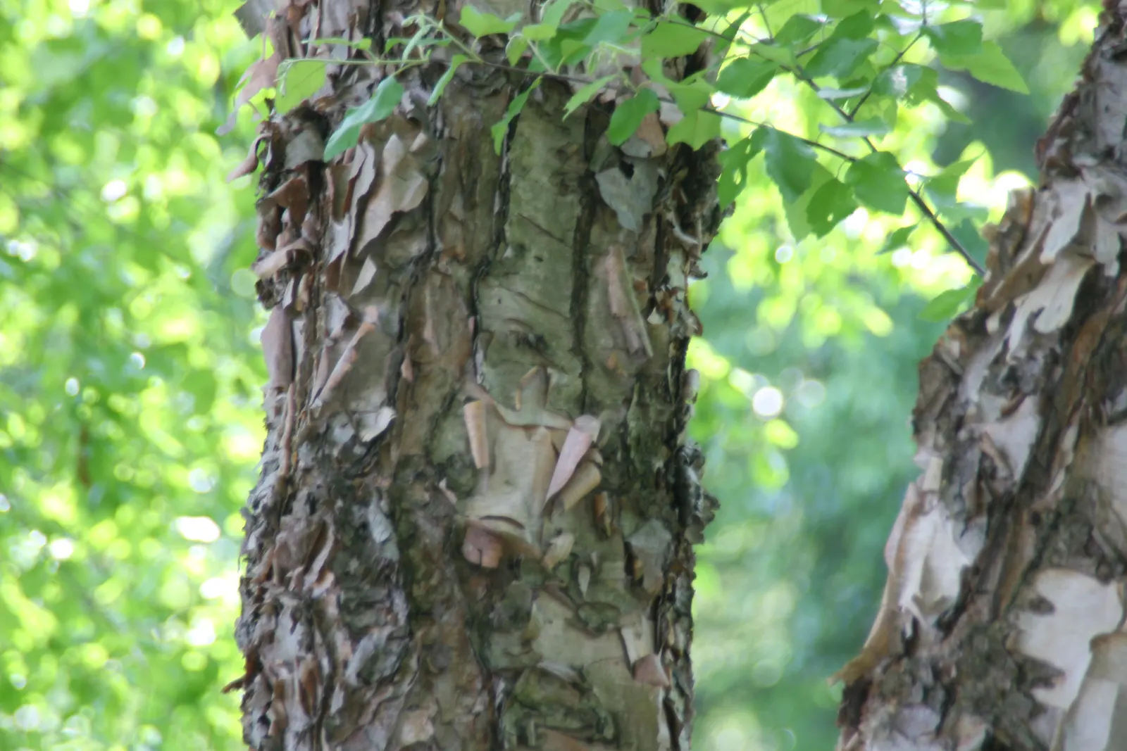 Water Birch (Betula Occidentalis) — typically thrives along stream banks and moist soils