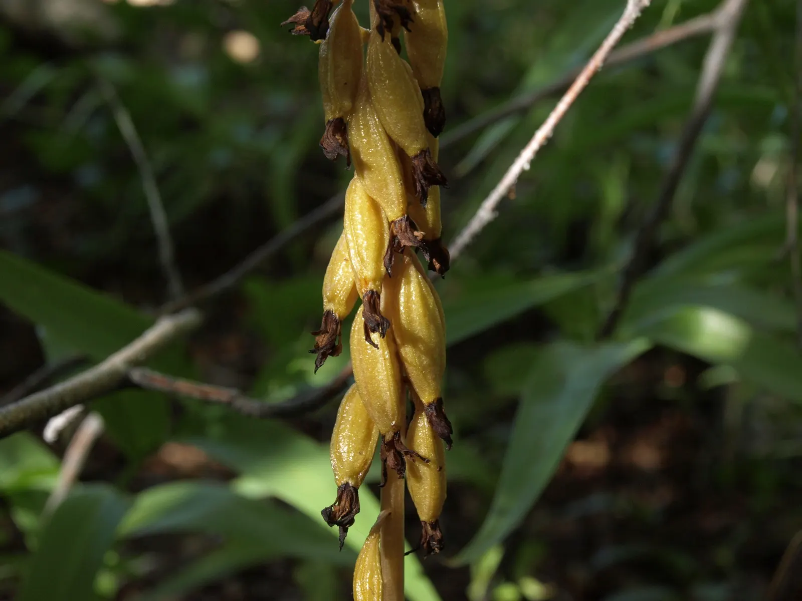 Water Birch (Betula Occidentalis) — The Water Birch is cold tolerant; noted for yellow fall foliage