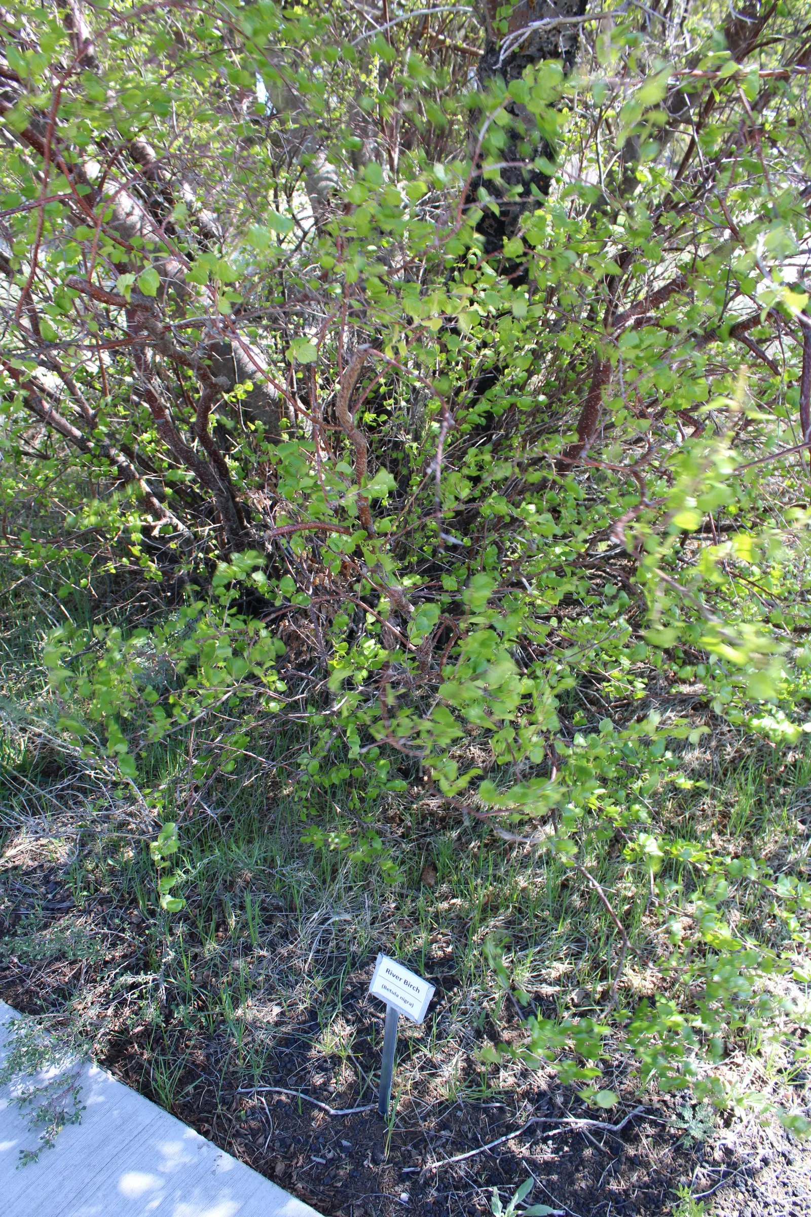 Water Birch (Betula Occidentalis) — tree with yellow blooms