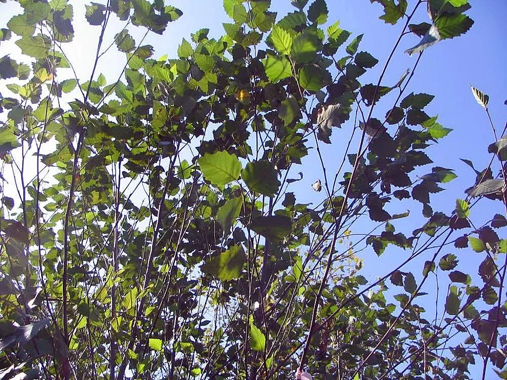 Water Birch (Betula Occidentalis) — it's ideal for naturalized areas or alongside water features for erosion control and wildlife habitat; shrubby form