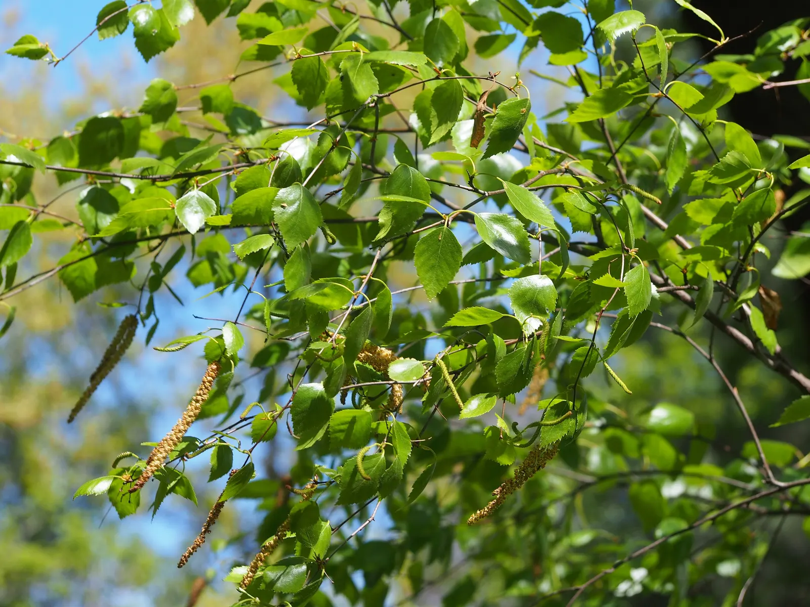 Water Birch (Betula Occidentalis) — indicating an affinity for well-hydrated environments.<br><br>The Water Birch boasts a moderate growth rate