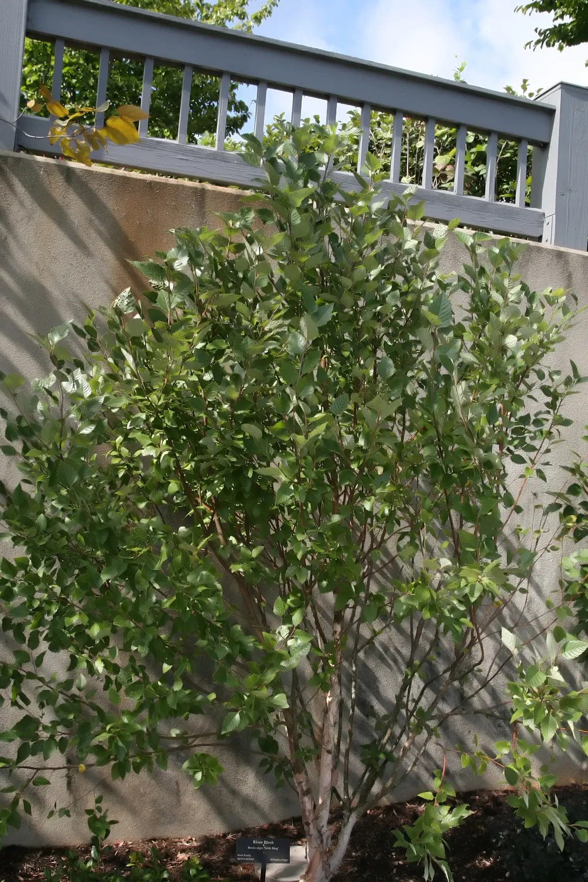 Water Birch (Betula Occidentalis) — it's ideal for naturalized areas or alongside water features for erosion control and wildlife habitat