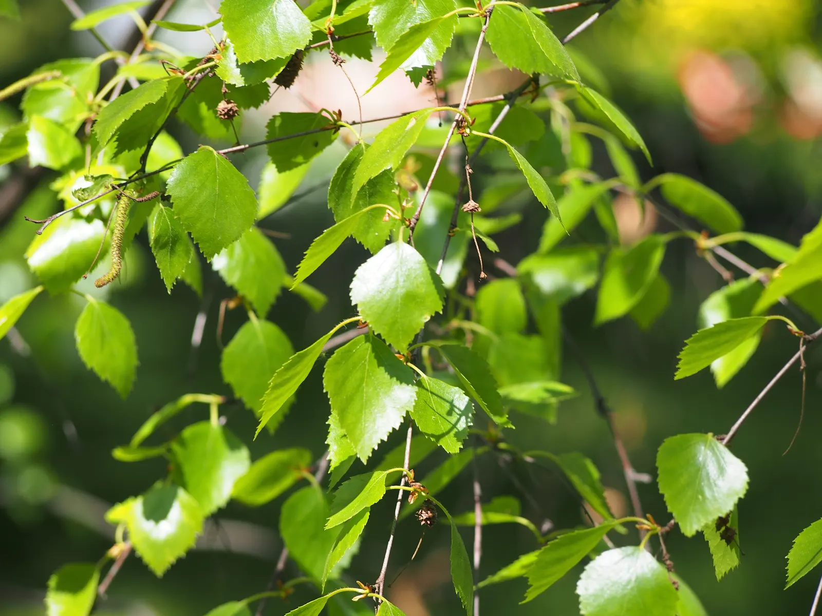 Water Birch (Betula Occidentalis) — commonly referred to as the Water Birch