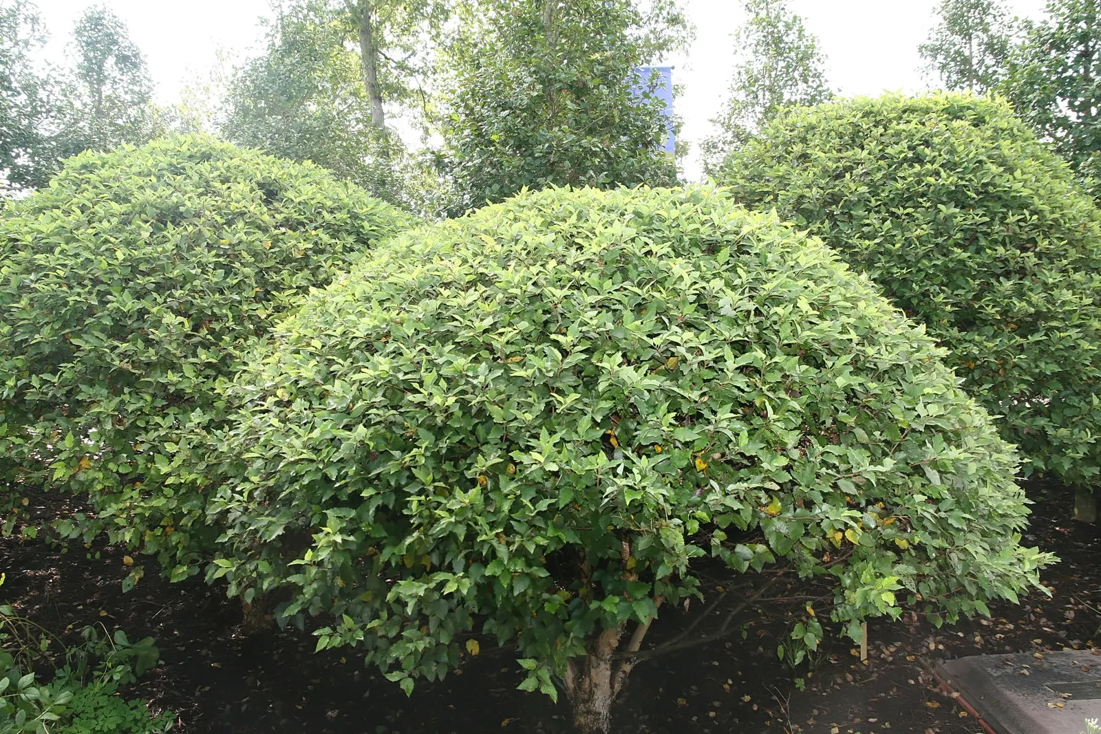 Water Birch (Betula Occidentalis) — indigenous to western North America