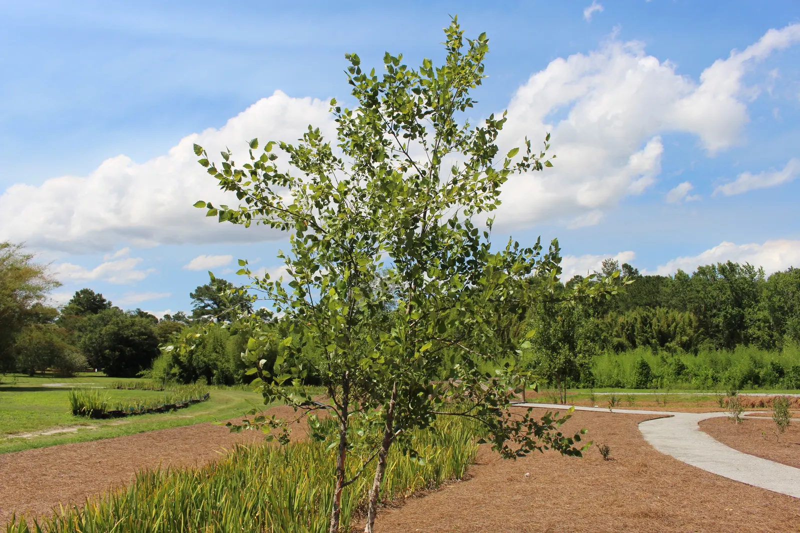 Water Birch (Betula Occidentalis) — and naturalized settings in the landscape